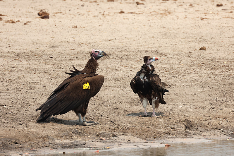 Ngweshla, Hwange National Park