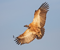 Cape Vulture in flight