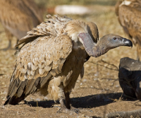 Cape Vulture