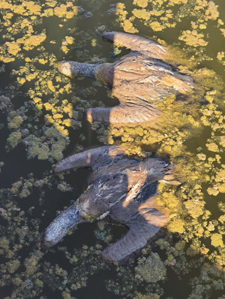 Two vultures drowned in a reservoir