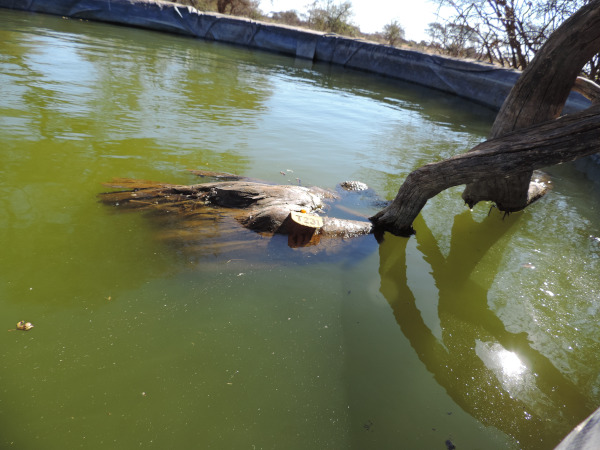 Tagged vulture drowned in a reservoir