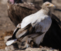 Egyptian Vulture