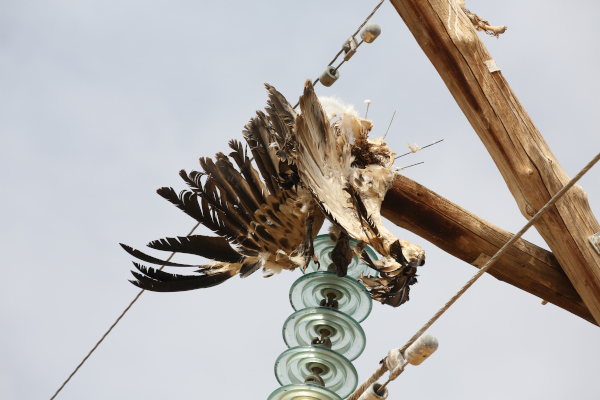 Vulture electrocuted on a power line