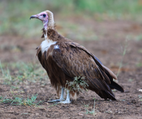 Hooded Vulture