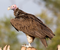 Lappet-faced Vulture