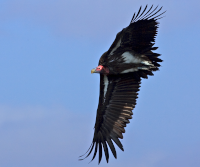 Lappet-faced Vulture in flight