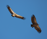 White-backed Vulture in flight