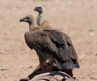 White-backed Vulture