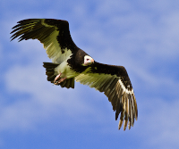 White-headed Vulture in flight