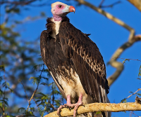 White-headed Vulture